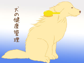 犬にブラシを当てる