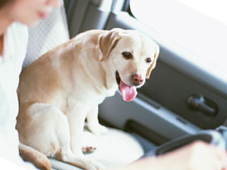 車の助手席に座る犬