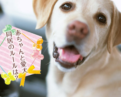 愛犬と赤ちゃんの幸せな同居！快適な部屋づくりとストレスゼロの生活のコツ