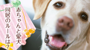 愛犬と赤ちゃんの幸せな同居！快適な部屋づくりとストレスゼロの生活のコツ