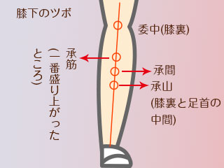 膝下のツボ