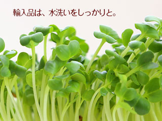 かいわれ大根