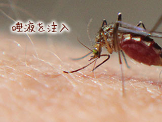 人間の皮膚に針を刺す蚊
