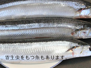 生魚の秋刀魚