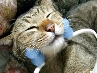 最近顔のむくみが気になる猫