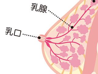 乳房断面図