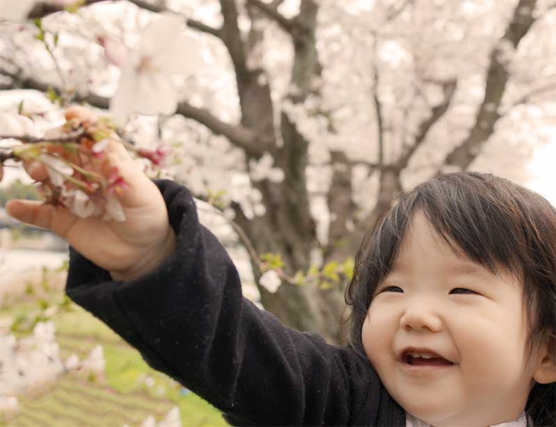 春先に桜を見ている子供