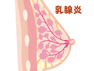 乳房解剖図