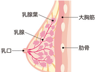 乳房解剖図