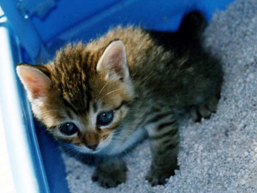 猫用トイレを使ってる子猫