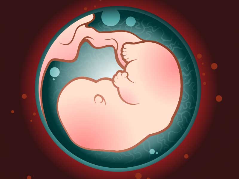 子宮・羊水の中で育ってる胎児のイラスト
