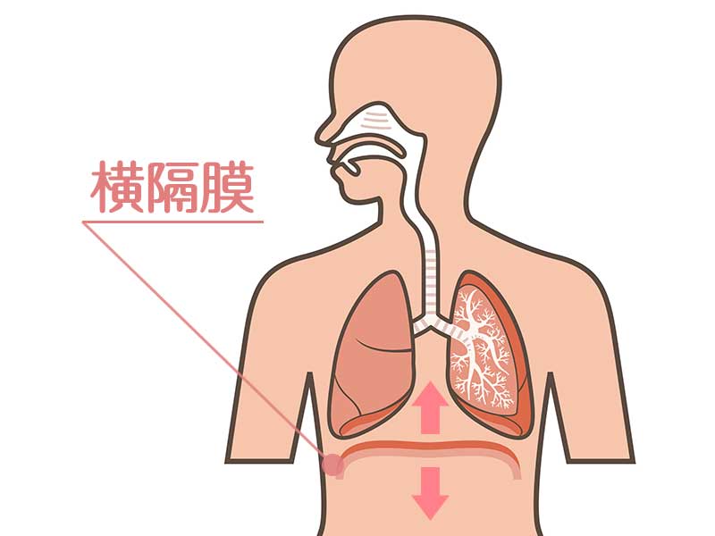 横隔膜