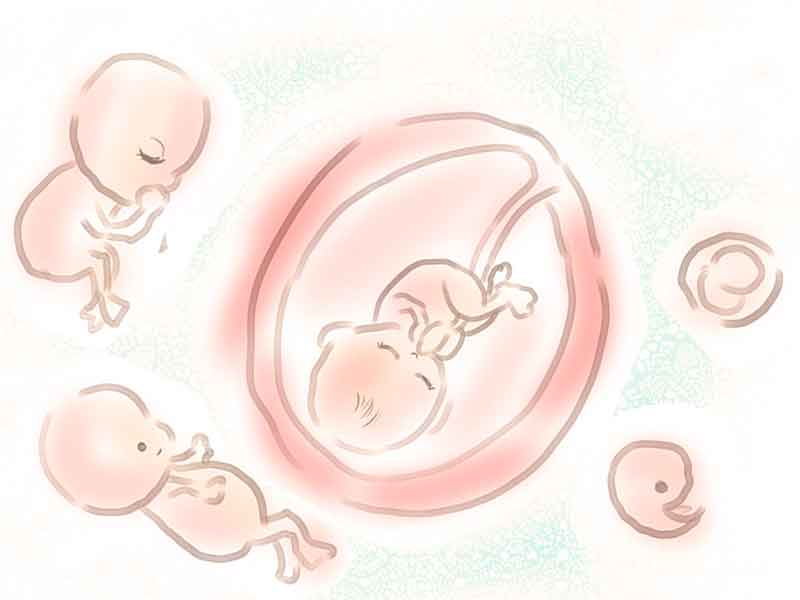 胎児の成長イメージイラスト