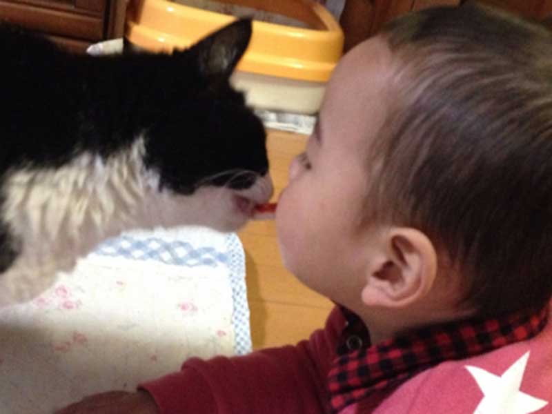 遊んでいる猫と赤ちゃん