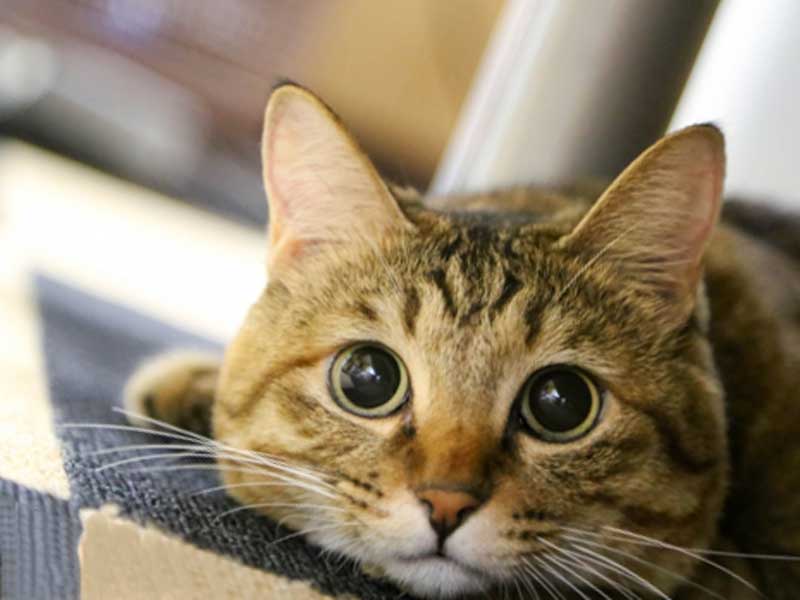 可愛い猫ちゃん