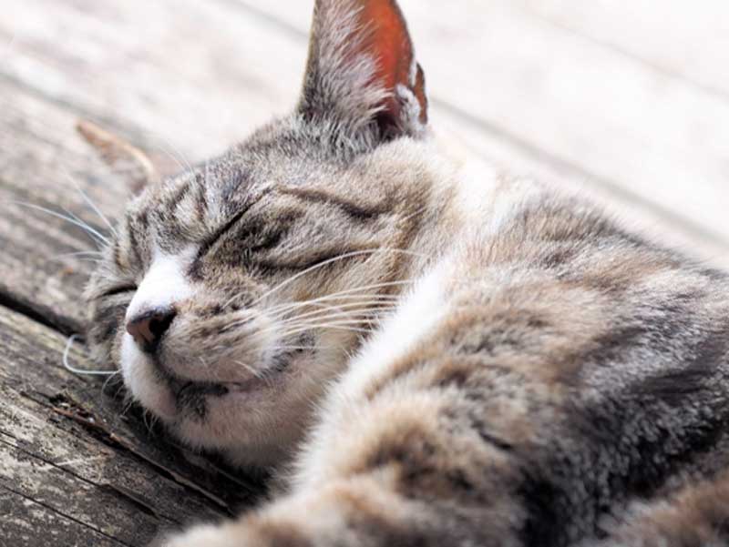寝ている猫ちゃん