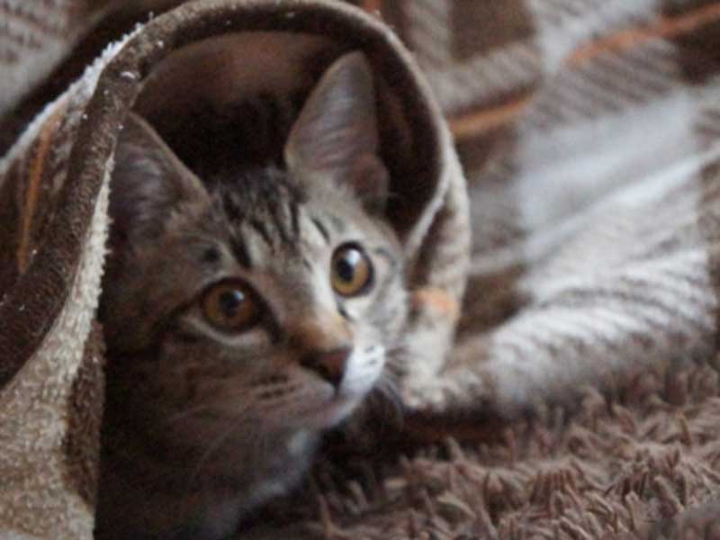 こたつの中の入っている猫ちゃん