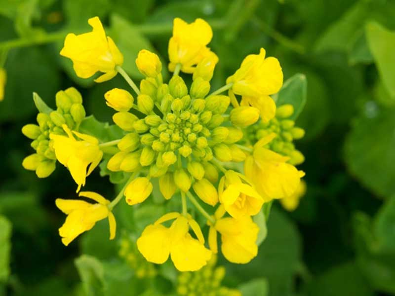 菜の花