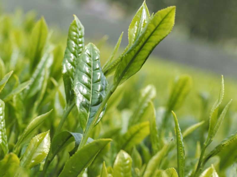 緑茶