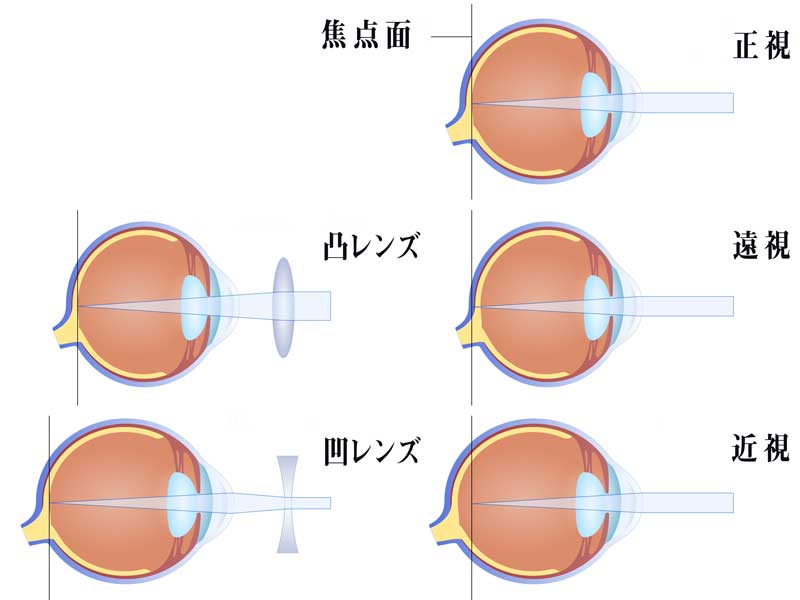 目の構造とカメラのイラスト