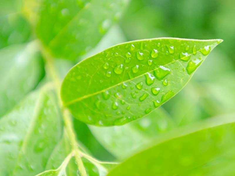 水滴のある木の葉