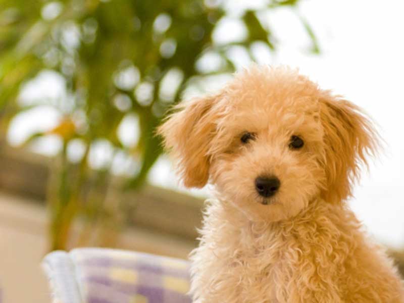 可愛い犬