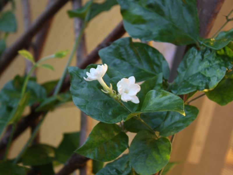 ジャスミンの花