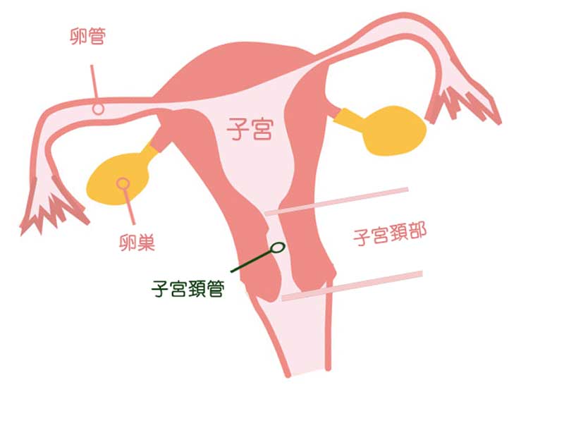 子宮頸管のイラスト