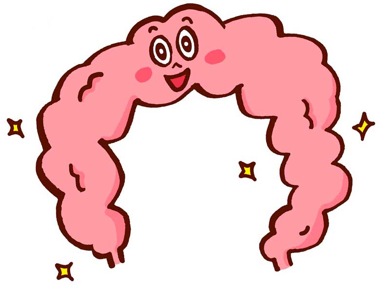 健康な腸のイラスト
