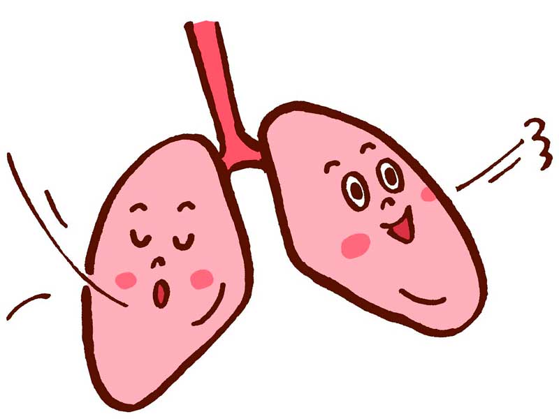 呼吸をイメージする気管と肺のイラスト