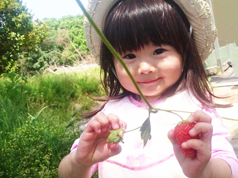 イチゴ狩りをしている二歳の子供