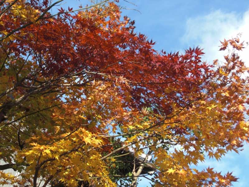 秋の紅葉と青空