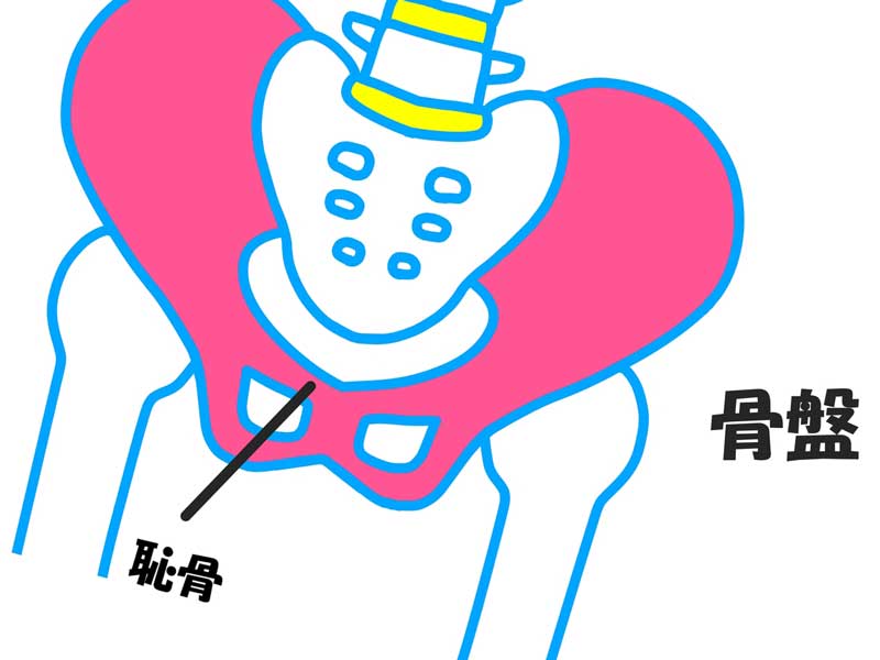 恥骨のイラスト