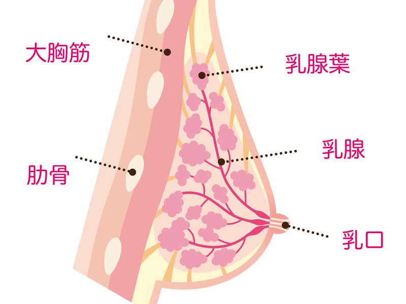 母乳の乳腺葉の説明図