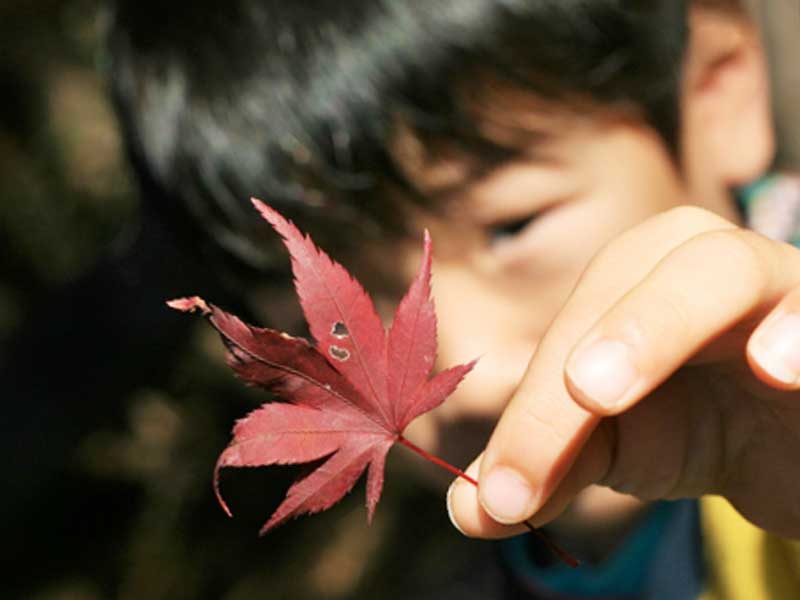紅葉を持つ男の子