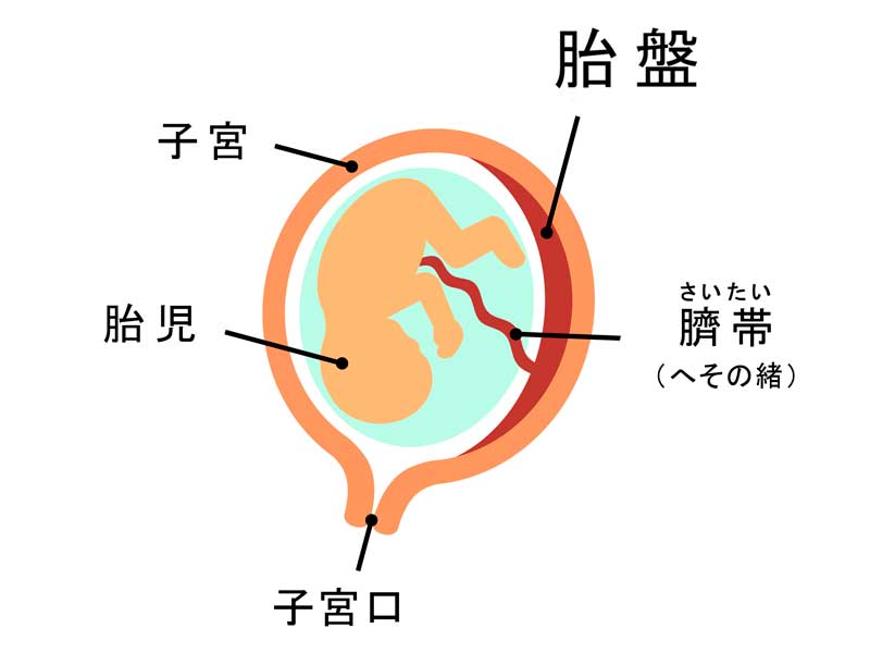 胎盤のイラスト
