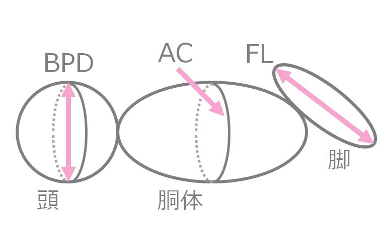 超音波検査の数値説明のイラスト