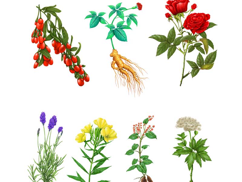 漢方薬用の薬草
