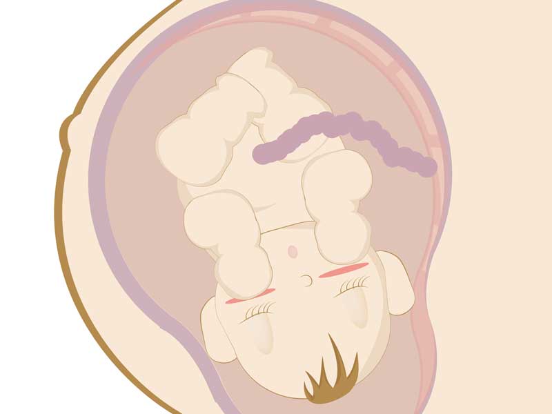 妊婦さんのお腹の赤ちゃんのイラスト