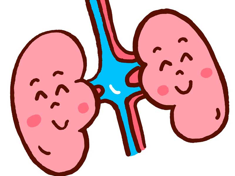 腎臓のイラスト