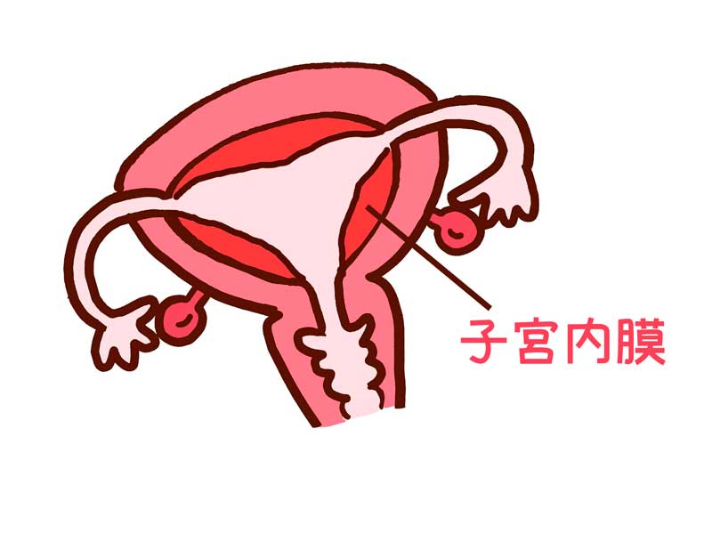 子宮内膜のイラスト