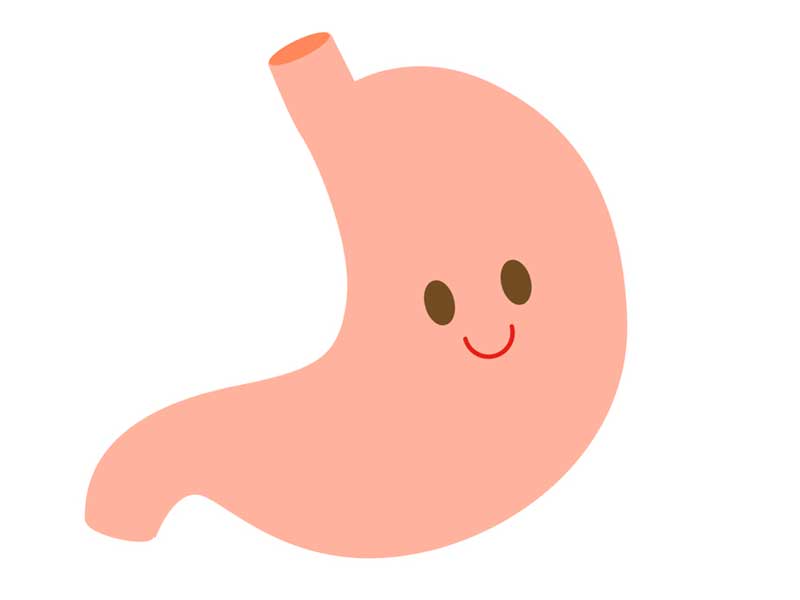 胃のイラスト