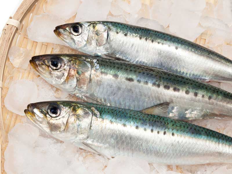青魚のイワシ