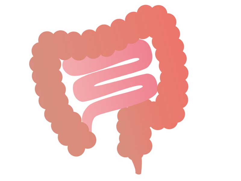 人間の腸のイラスト