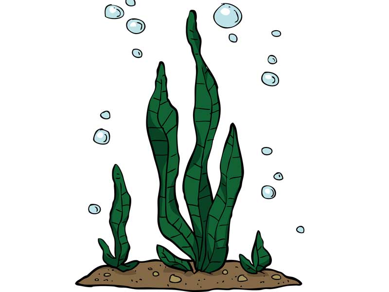 海藻のコンブのイラスト