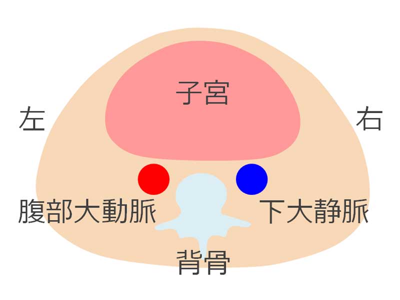 子宮と背骨が見える下腹部の断面図のイラスト