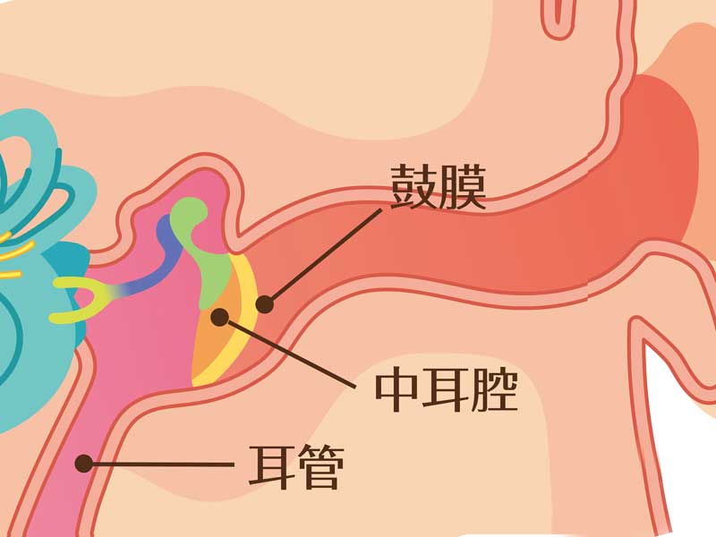 耳の構造のイラスト