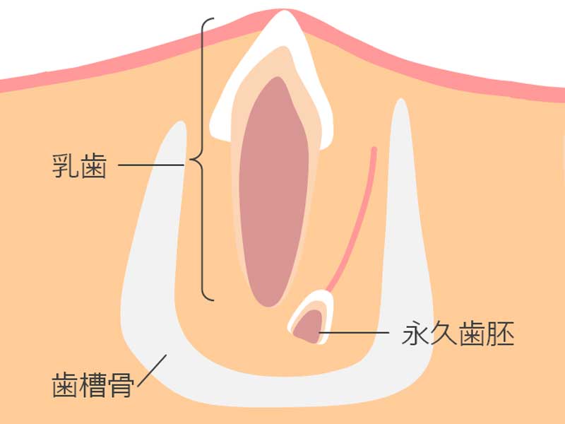 歯胚のイラスト
