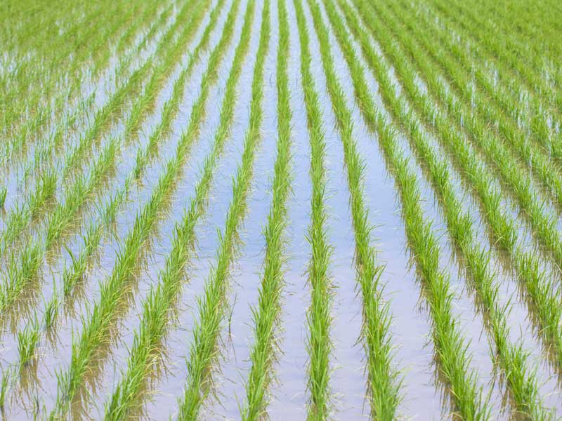米の苗畑