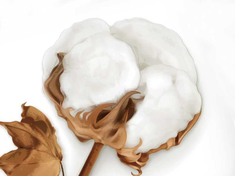 衣服に使われている綿素材のイラスト